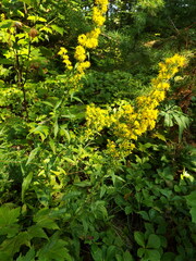 Solidago puberula