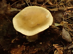 Ampulloclitocybe clavipes