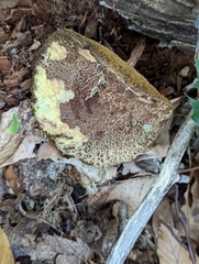 Boletellus chrysenteroides