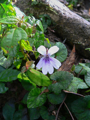 Viola formosana