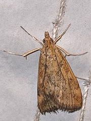 Pyraustini