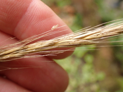 Elymus glaucus