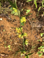 Solidago erecta