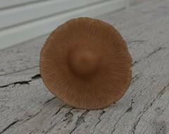 Pholiotina rugosa