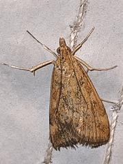 Pyraustini