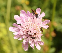 Oedemera femorata