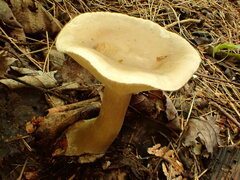 Ampulloclitocybe clavipes