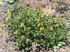 Hermannia cuneifolia