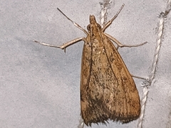 Pyraustini