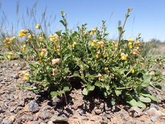 Hermannia cuneifolia