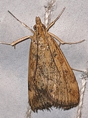 Pyraustini