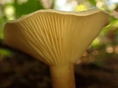 Ampulloclitocybe clavipes
