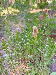 Solidago velutina