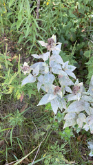 Pycnanthemum muticum