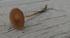 Pholiotina rugosa