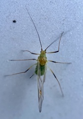 Macrosiphum