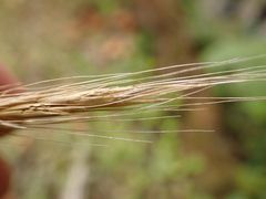 Elymus glaucus