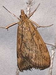 Pyraustini