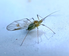 Macrosiphum