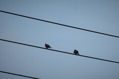 Streptopelia decaocto