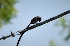 Pycnonotus cafer