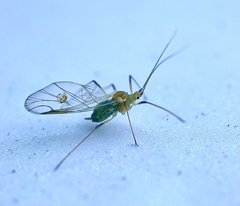 Macrosiphum