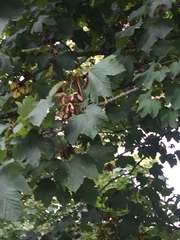 Acer pseudoplatanus