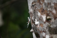 Pterodictya reticularis