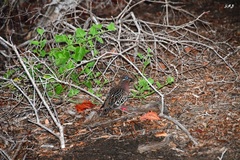 Zenaida galapagoensis