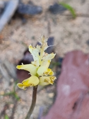 Lachenalia lutea
