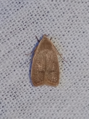 Lepidoptera