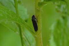 Paraulacizes irrorata