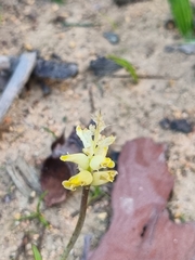 Lachenalia lutea