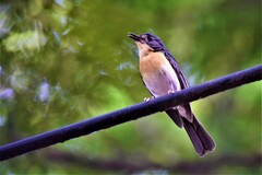 Cyornis tickelliae