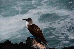 Sula nebouxii excisa