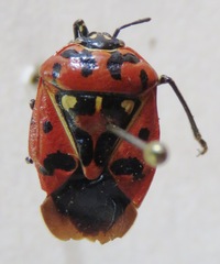 Pentatomidae