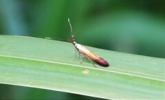 Coleophora deauratella