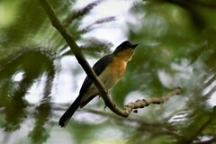 Cyornis tickelliae