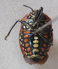 Pentatomidae