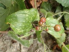 Maianthemum dilatatum