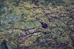 Amaurornis phoenicurus