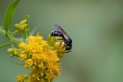 Lasioglossum