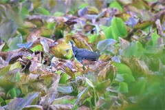 Amaurornis phoenicurus