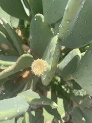 Opuntia