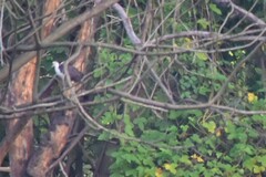 Amaurornis phoenicurus