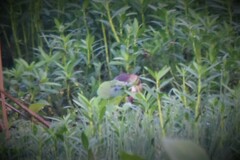 Amaurornis phoenicurus