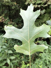 Quercus coccinea