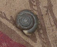 Triodopsis hopetonensis