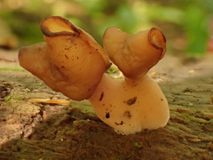 Gyromitra infula