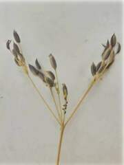 Cryptotaenia canadensis